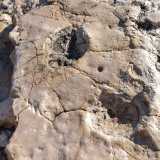 Sono le prime e pi� evidenti orme di dinosauro